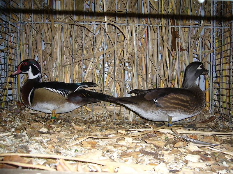 Mastholte 2008 108.jpg - Brautenten wildfarbig von Maik Einhoff sg 95 E